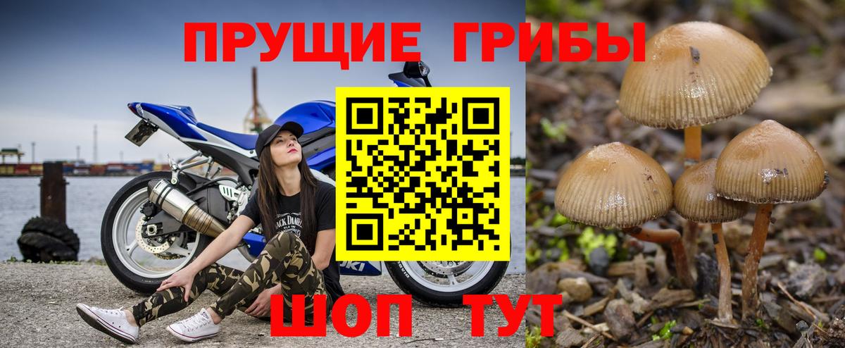 Новочебоксарск  Псилоцибиновые грибы MAGIC MUSHROOMS  Вход с VPN 